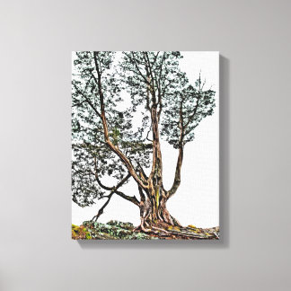 Lonely Cypress Canvas Print