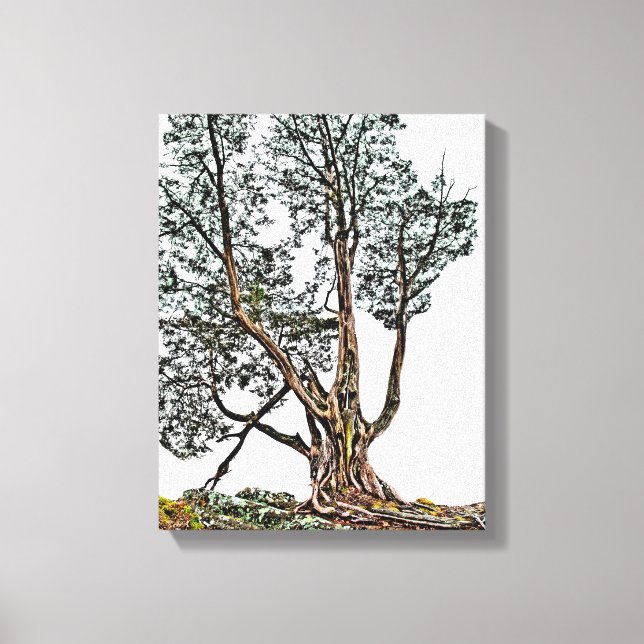 Lonely Cypress Canvas Print (Front)