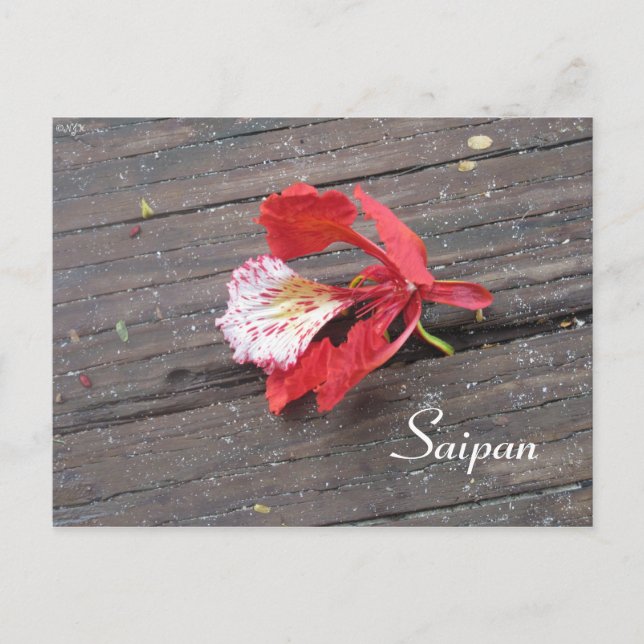 Lonely Flame Tree Blossom On A Boardwalk Postcard (Front)