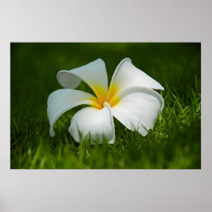 lonely flower poster