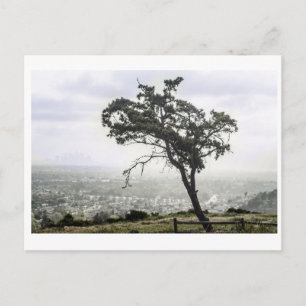 Lonely Freakin Tree Postcard