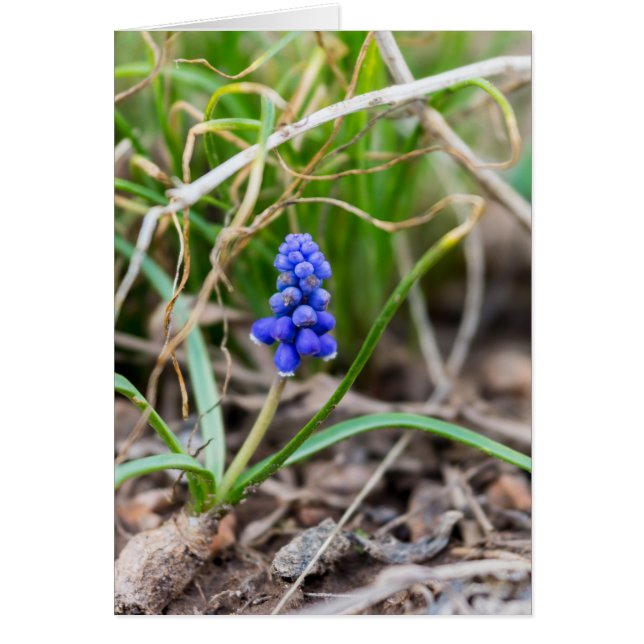 Lonely Grape Hyacinth (Front)