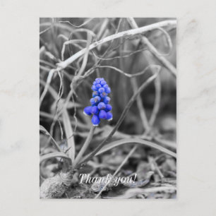 Lonely Grape Hyacinth Select Colour Thank You Postcard