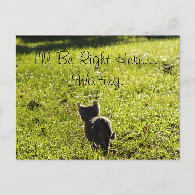 Lonely Kitten "Missing You" Postcard (Front)