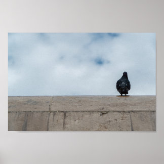 Lonely Pigeon by Dániel Oláh Poster