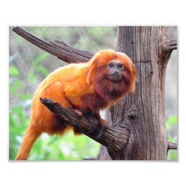 Lonely Red Leaf Monkey Photo Print (Front)