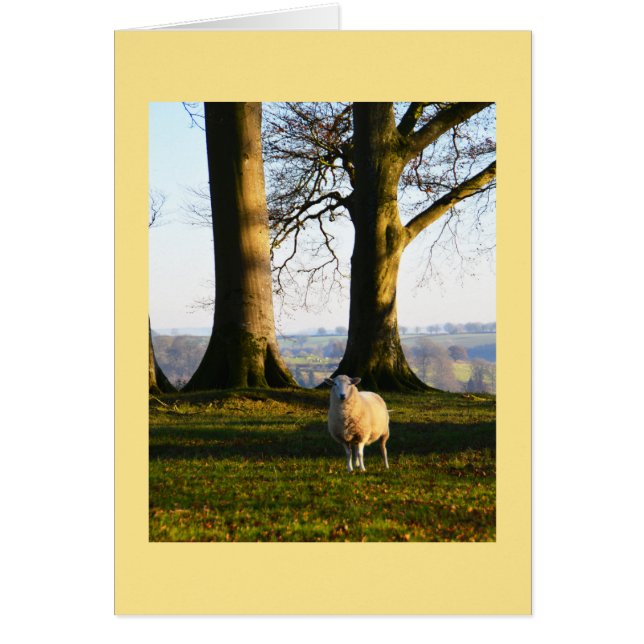Lonely sheep animal card (Front)