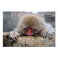 Lonely snow monkey in Nagano, Japan