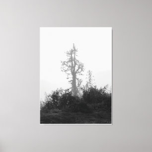 Lonely Tree in Morning Mist Canvas Print