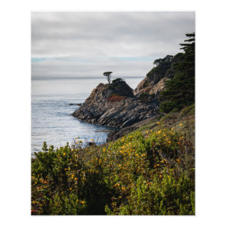 Lonely Tree in Point Lobos Photo Print