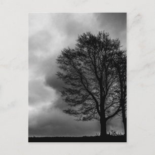 Lonely tree postcard