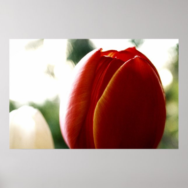 LoneRed Tulip Poster (Front)