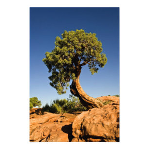 Lonesome Cedar, Deadhorse Point State Park, Photo Print