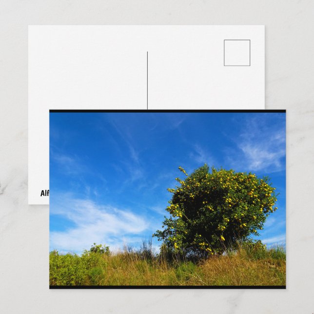 Lonesome Mandarin Tree Postcard (Front/Back)