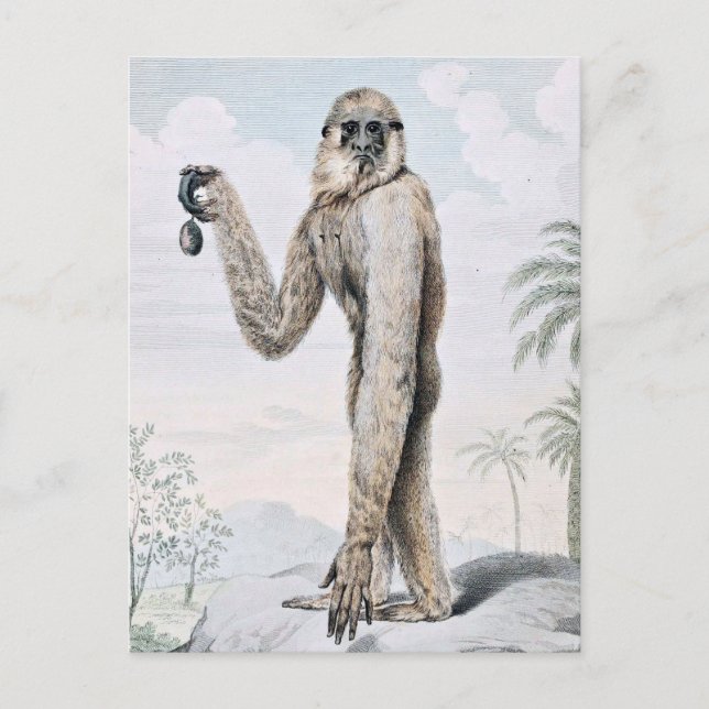 Long Armed Gibbon Ape Art Postcard (Front)