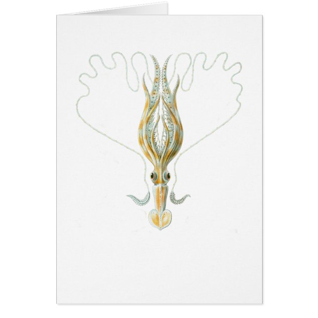 Long-armed Squid (Front)