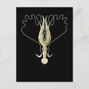 Long-armed Squid Postcard