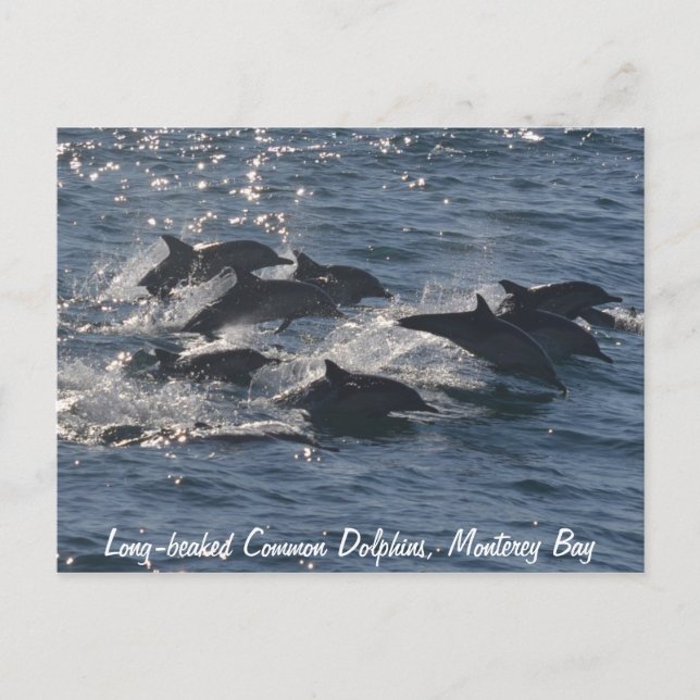 Long-beaked Common Dolphins Postcard (Front)