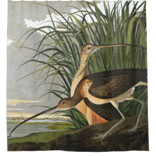 Long-billed Curlew by Audubon Vintage Marsh Bird