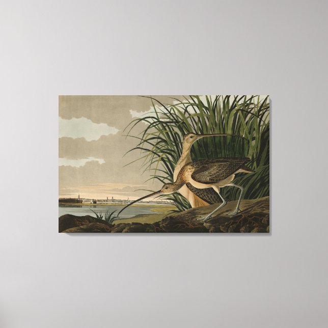 Long-billed Curlew from Audubon's Birds of America Canvas Print (Front)