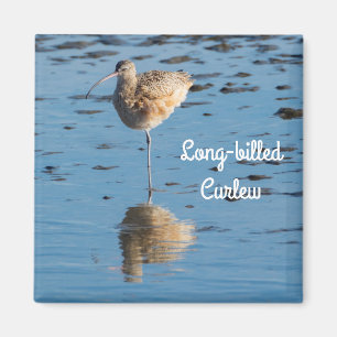 Long-billed Curlew Magnet