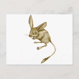 Long eared Jerboa Postcard