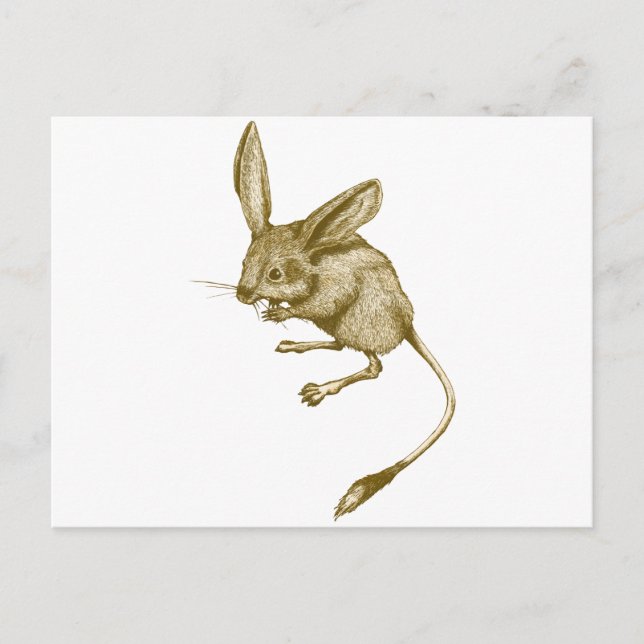 Long eared Jerboa Postcard (Front)