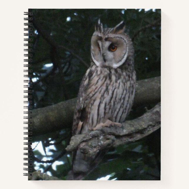 Long-eared Owl Close up Notebook (Front)
