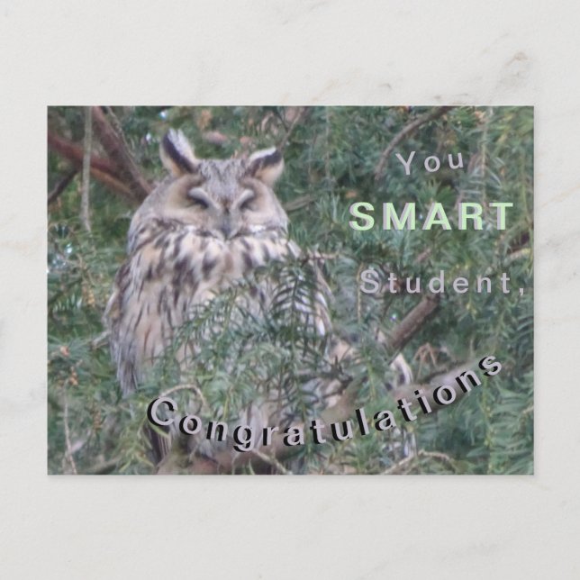 Long-eared Owl Congratulations Postcard (Front)
