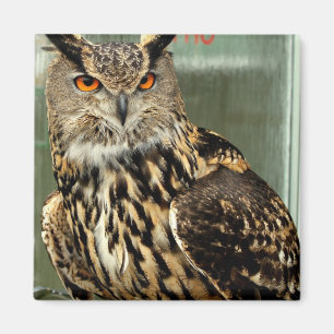Long Eared Owl Magnet