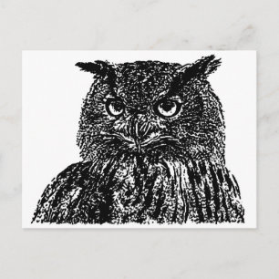 Long Eared Owl Postcard