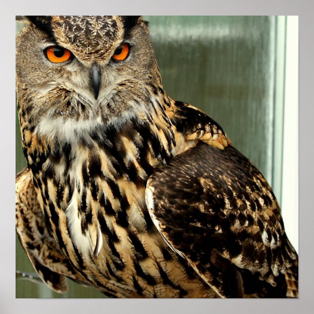 Long Eared Owl Poster (Front)