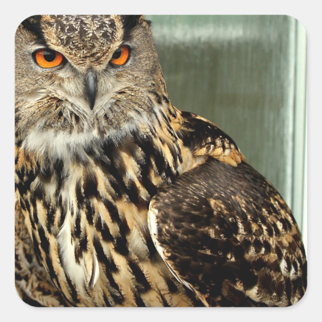 Long Eared Owl Stickers (Front)