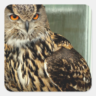 Long Eared Owl Stickers