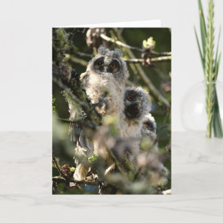 Long eared owls card