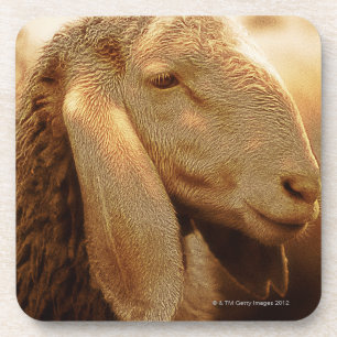 Long Eared Sheep Dolomites, Italy Coaster