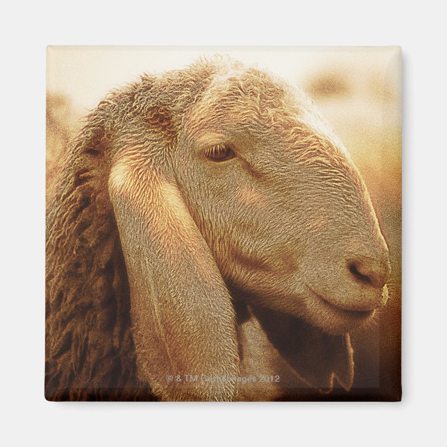 Long Eared Sheep Dolomites, Italy Magnet (Front)