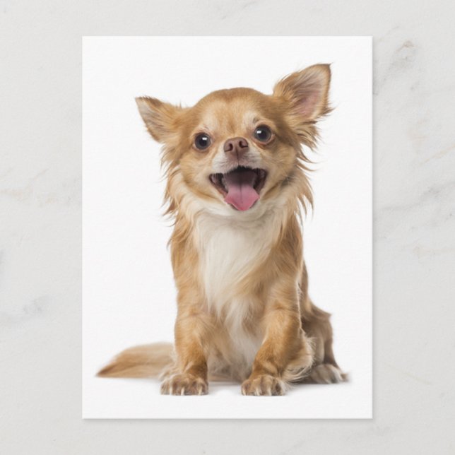 Long Hair Chihuahua Puppy Dog Greeting Post Card (Front)