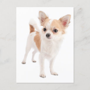 Long Hair Chihuahua Puppy Dog Post Card