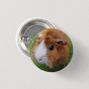 Long Hair, Orange and White, Guinea Pig Face 1 Inch Round Button