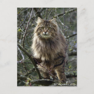 Long-hair Tabby Cat  Animal Postcard