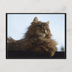 Long-hair Tabby Cat  Animal Postcard
