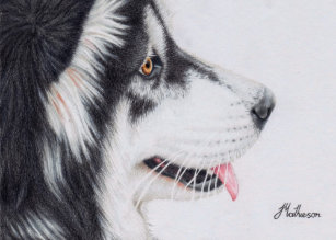 Malamute Cards Greeting Cards More Zazzle Ca