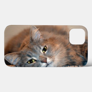 Long Haired Blue Russian Cat by Shirley Taylor iPhone 13 Case
