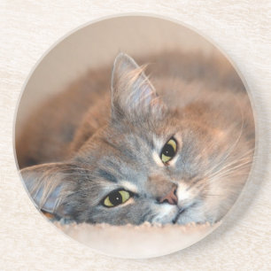Long Haired Blue Russian Cat by Shirley Taylor Coaster