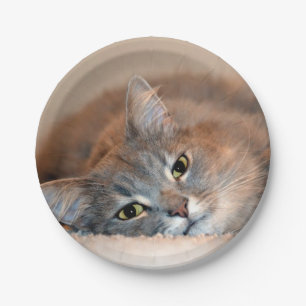 Long Haired Blue Russian Cat by Shirley Taylor Paper Plate