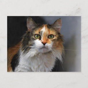 Long-haired Calico Cat Postcard
