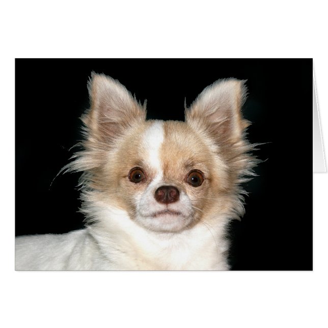 Long haired Chihuahua (Front Horizontal)
