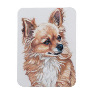 Long Haired Chihuahua Chig Magnet d'art