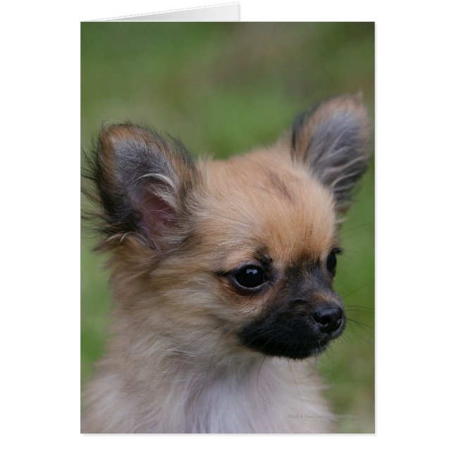 Long Haired Chihuahua Chiuppy regardant la caméra (Devant)